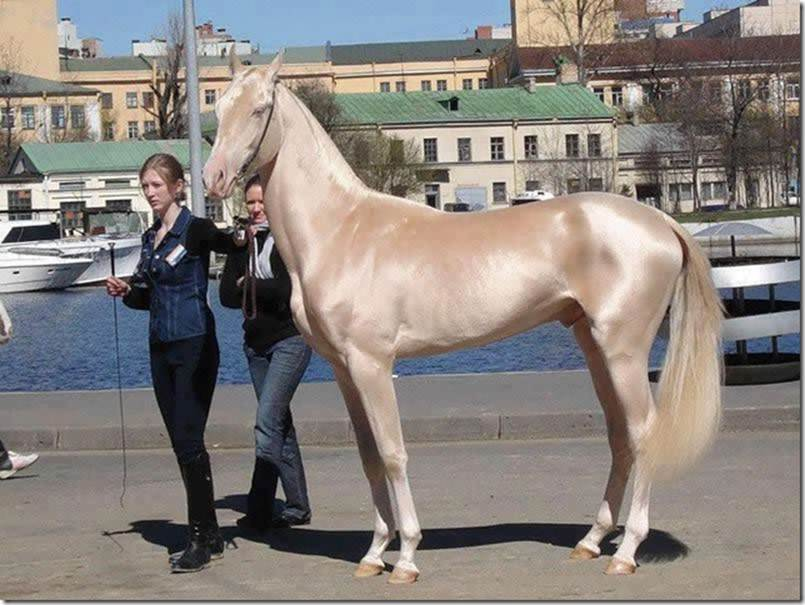 най-красивият кон в света