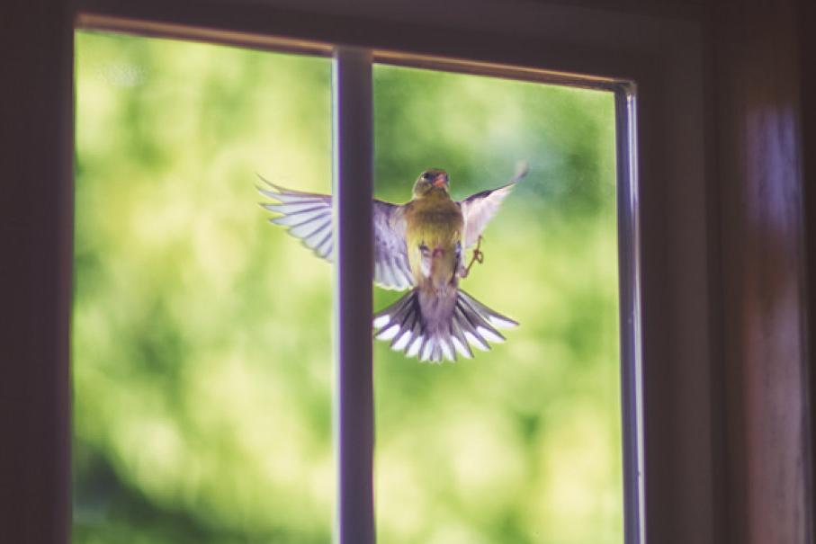 птица на прозореца