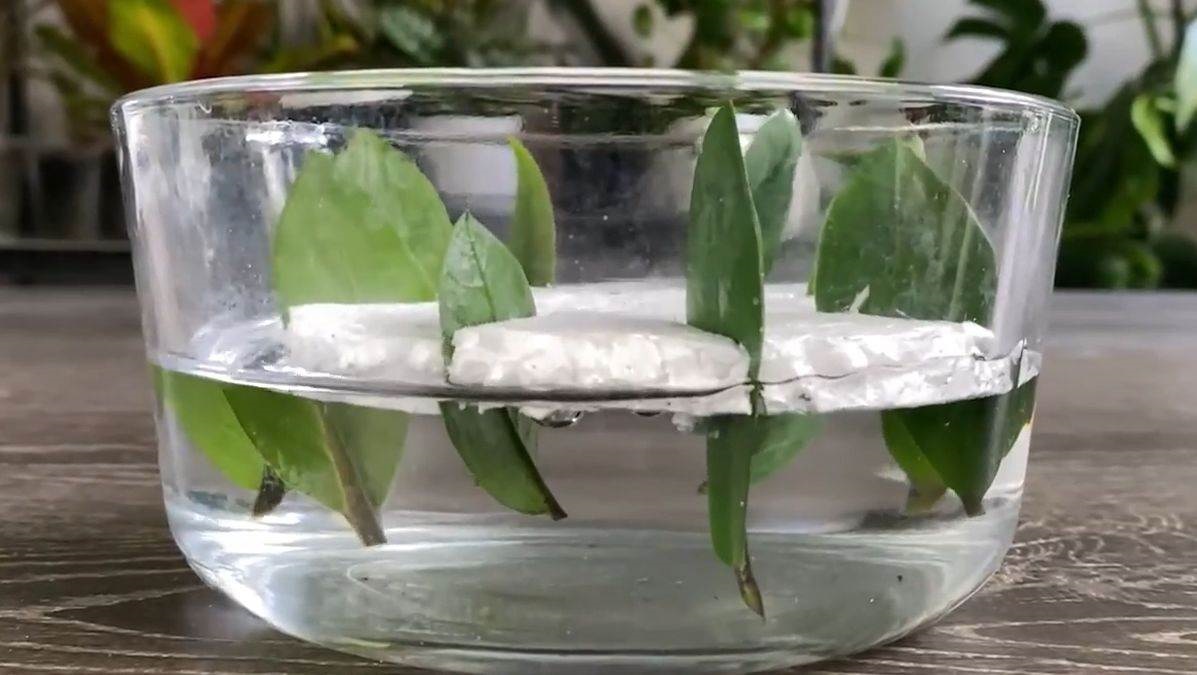 вкореняване замиокулкас