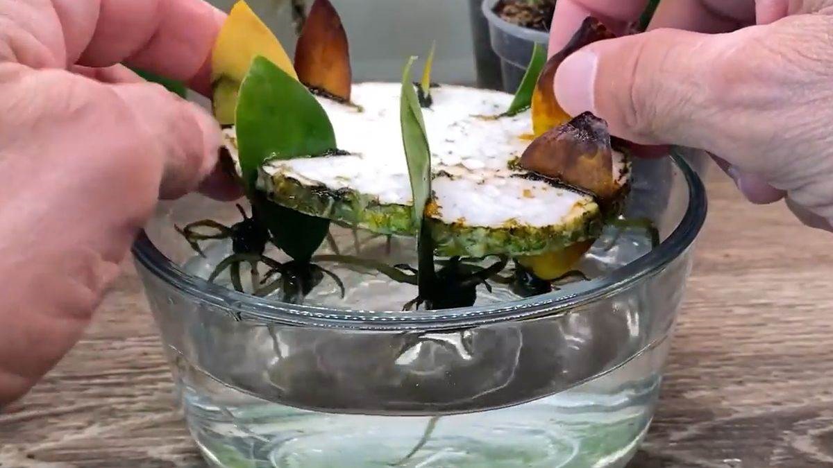 корени замиокулкас