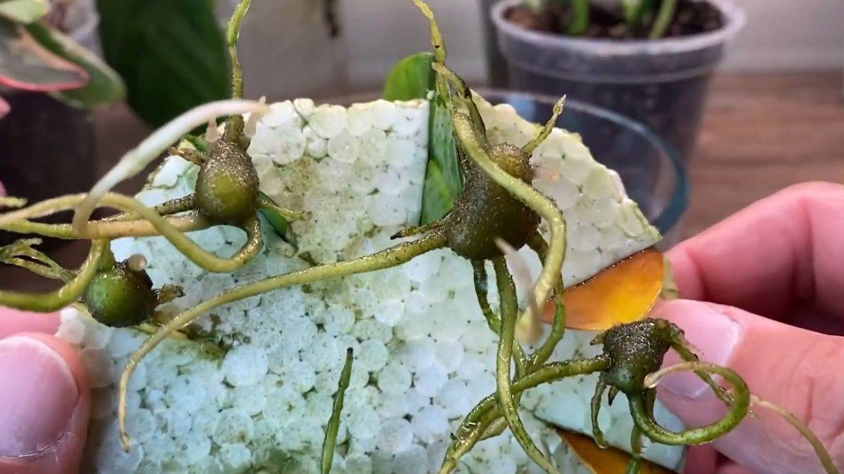 замиокулкас корени