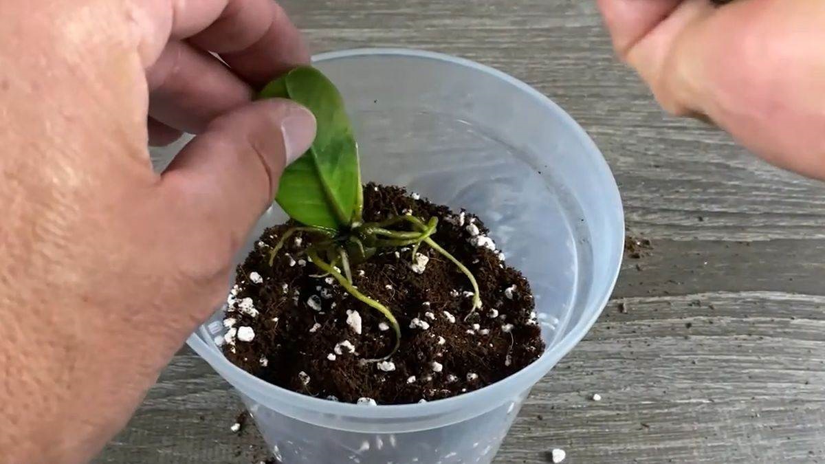 садене замиокулкас