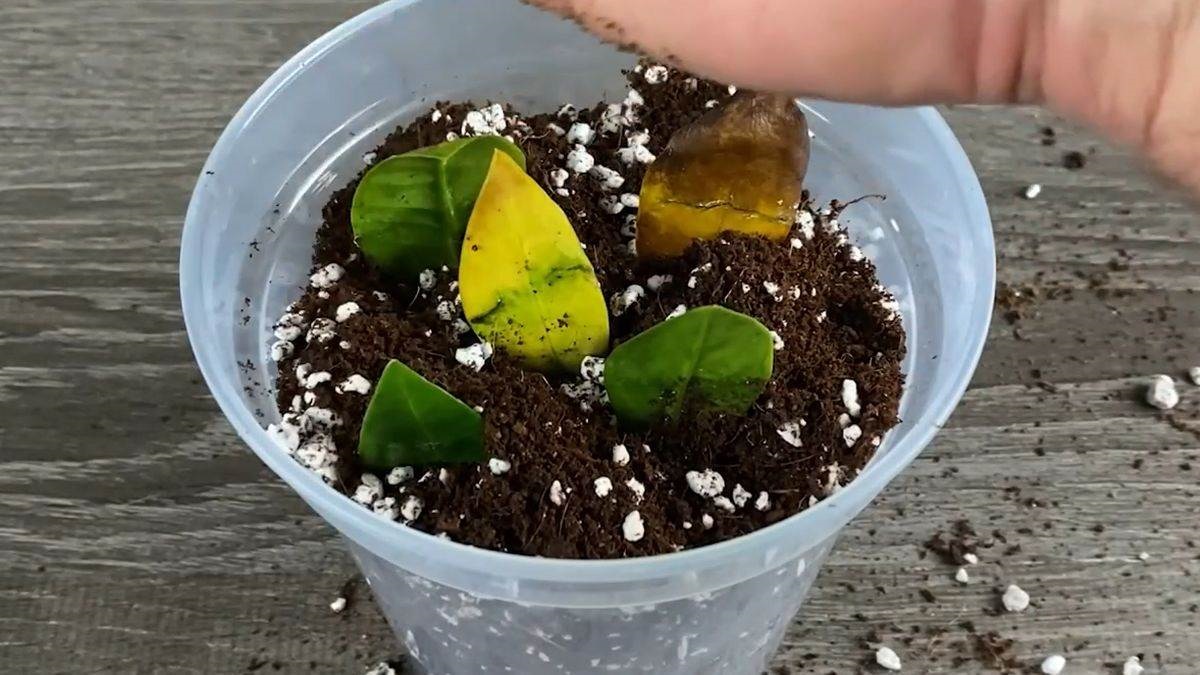 засаждане растение