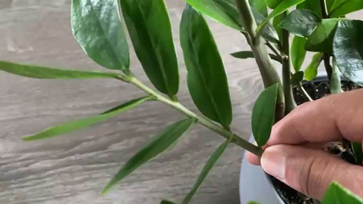 замиокулкас листа