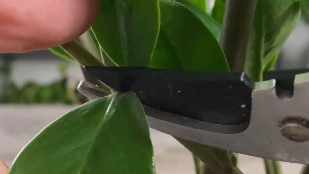 замиокулкас листа