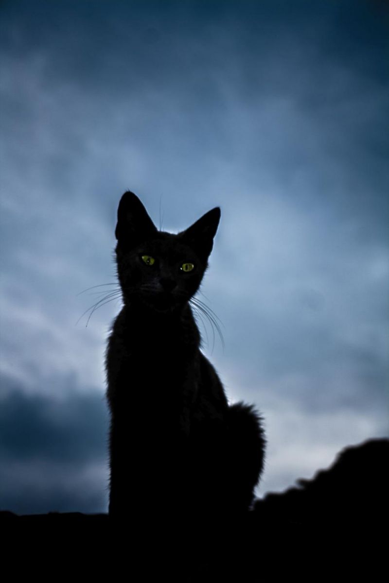 черна котка