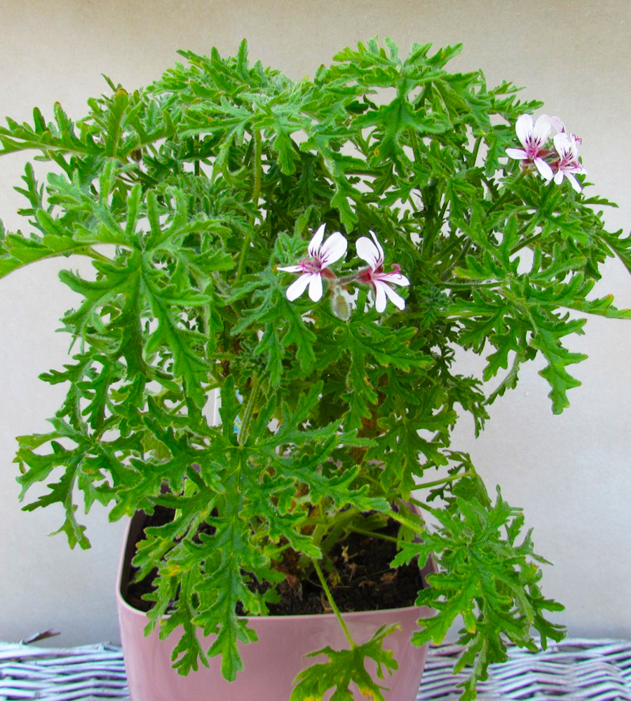 индрише цъфтеж