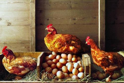 кокошки и яйца
