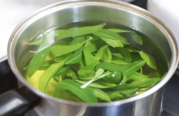 салвия в ракия