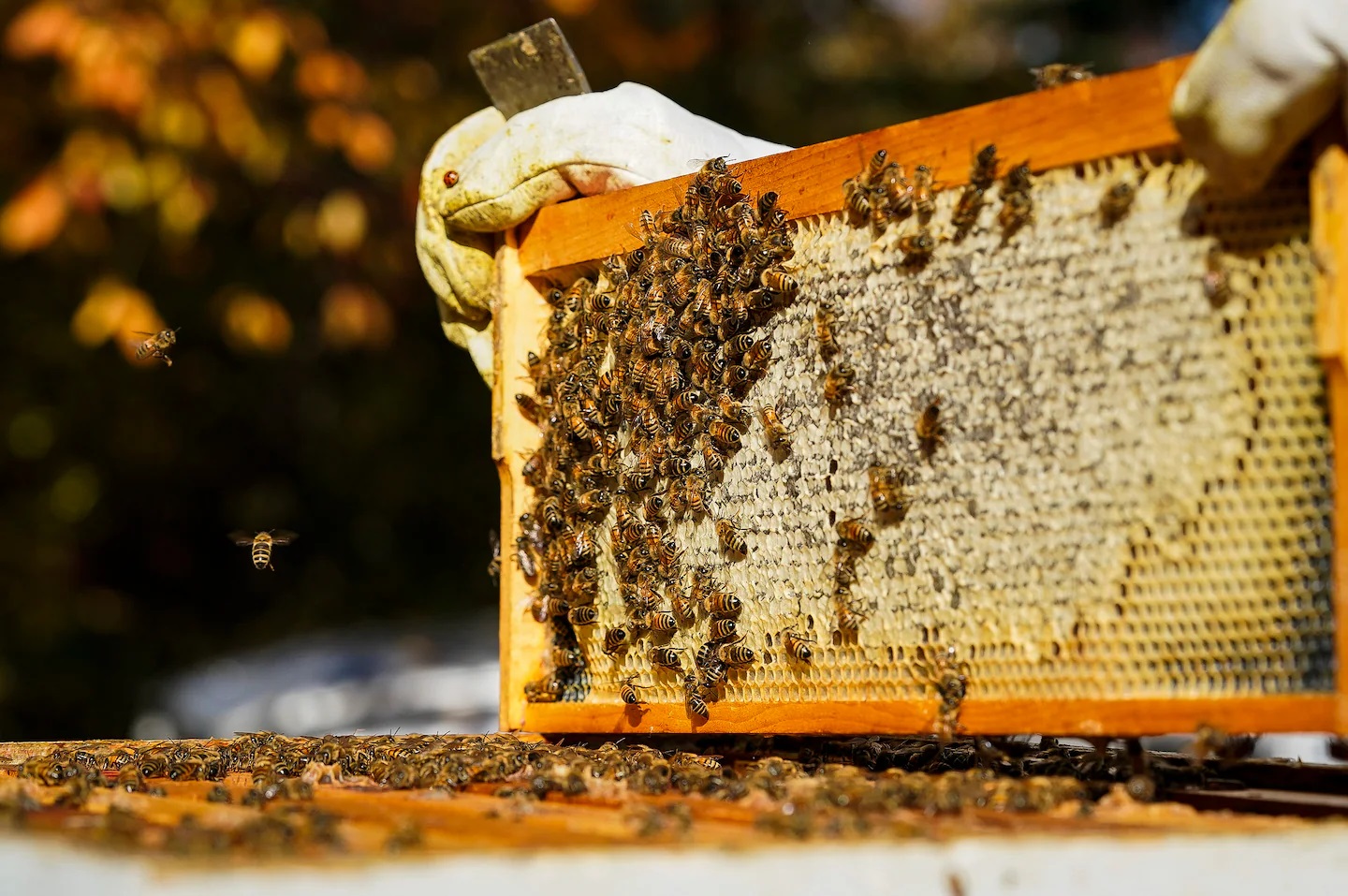 пчелна пита мед