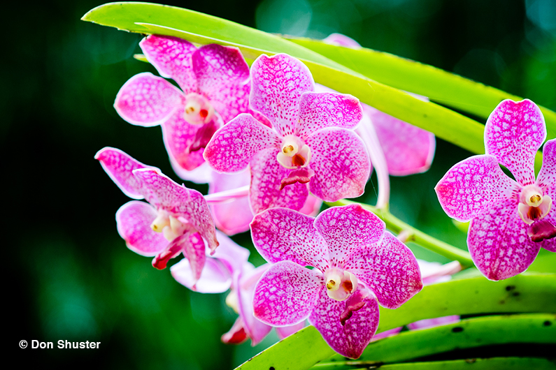  хубав цвят орхидея 