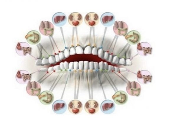 зъби и органи