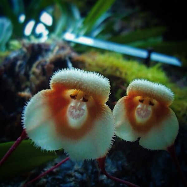 маймунска орхидея