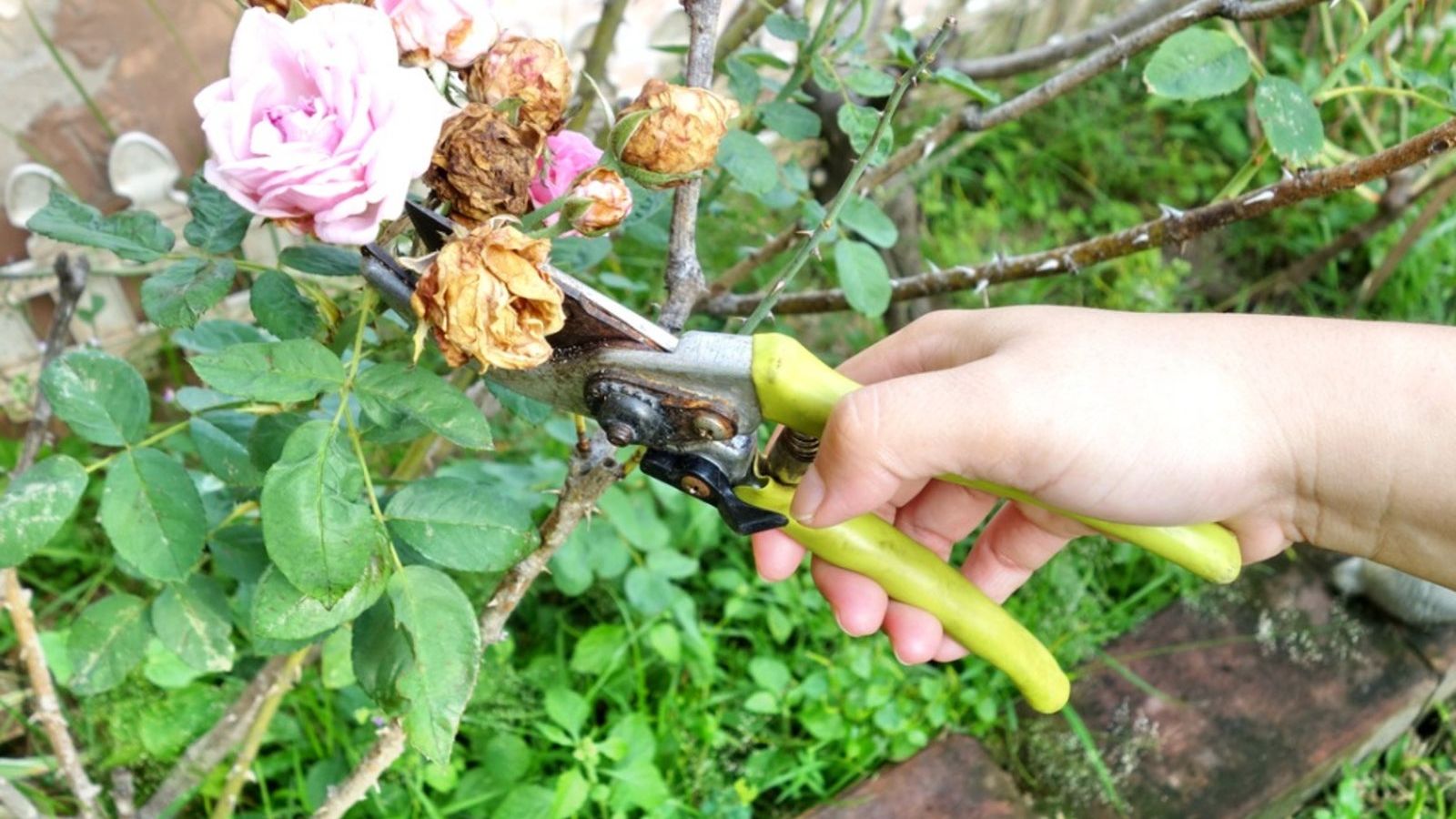 премахване цветове роза