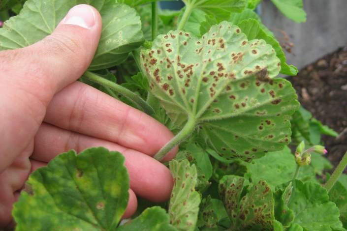 болест мушкато