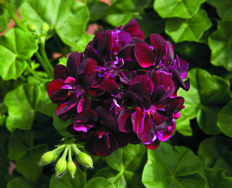 тъмно мушкато