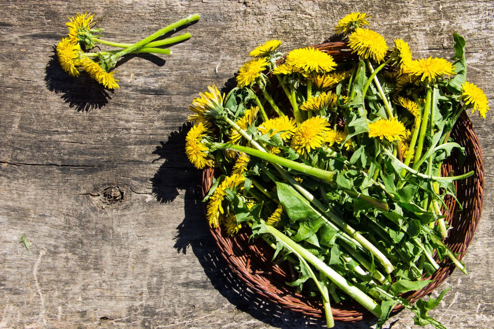 глухарче протеини