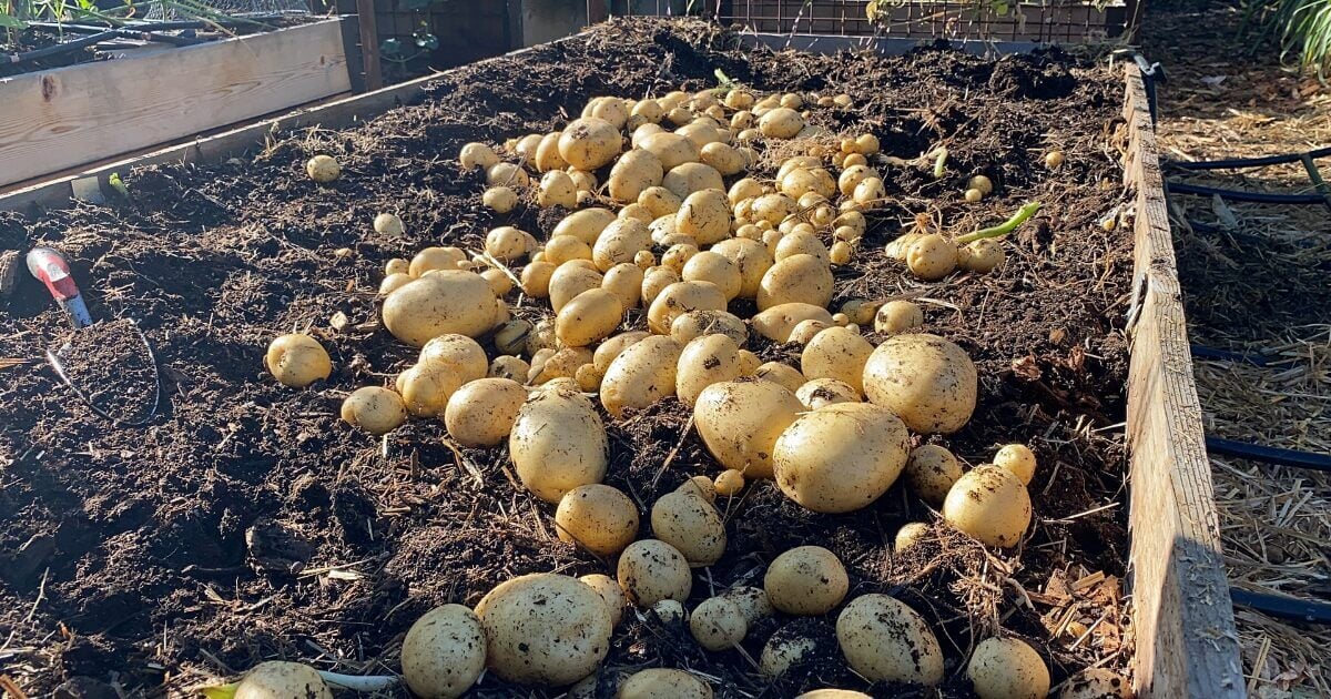 реколта картофи