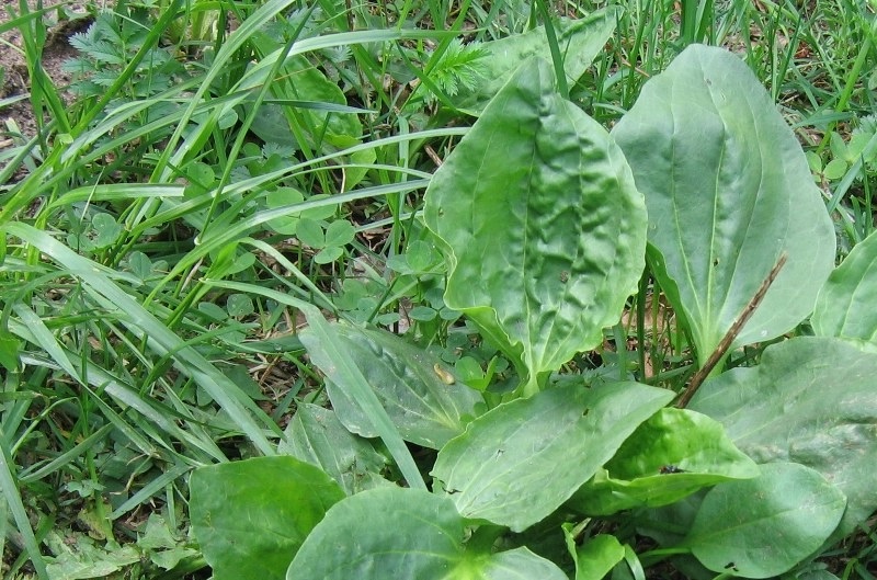  живовляк в полето 