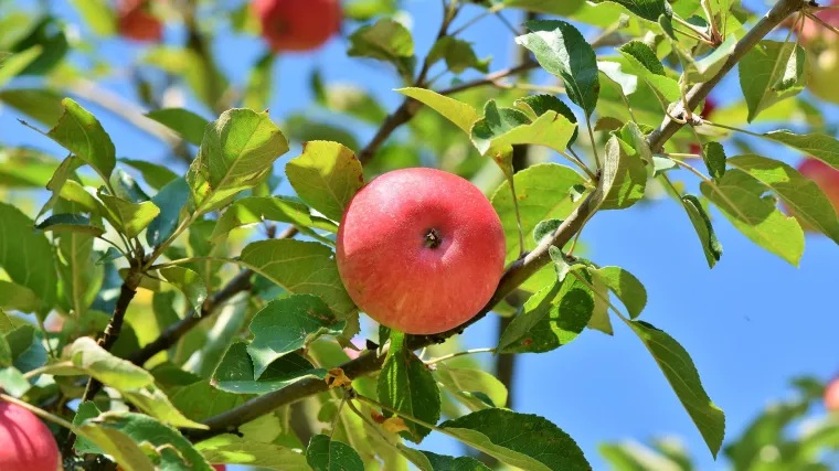 ябълки реколта