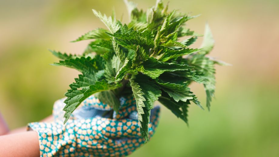 набрана коприва