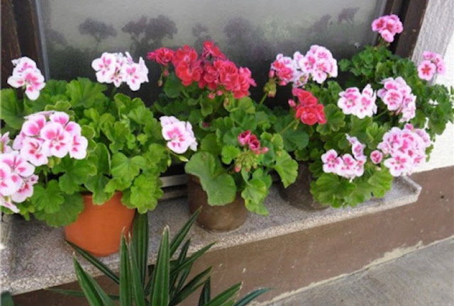 мушкато на открито