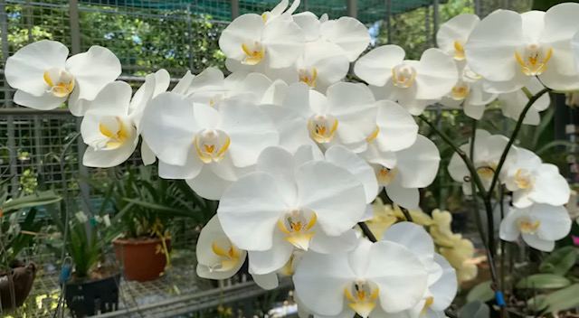 бяла орхидея