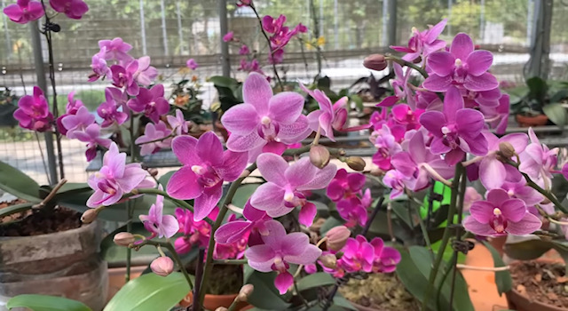еликсир за орхидеи