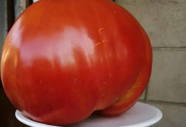 едър домат