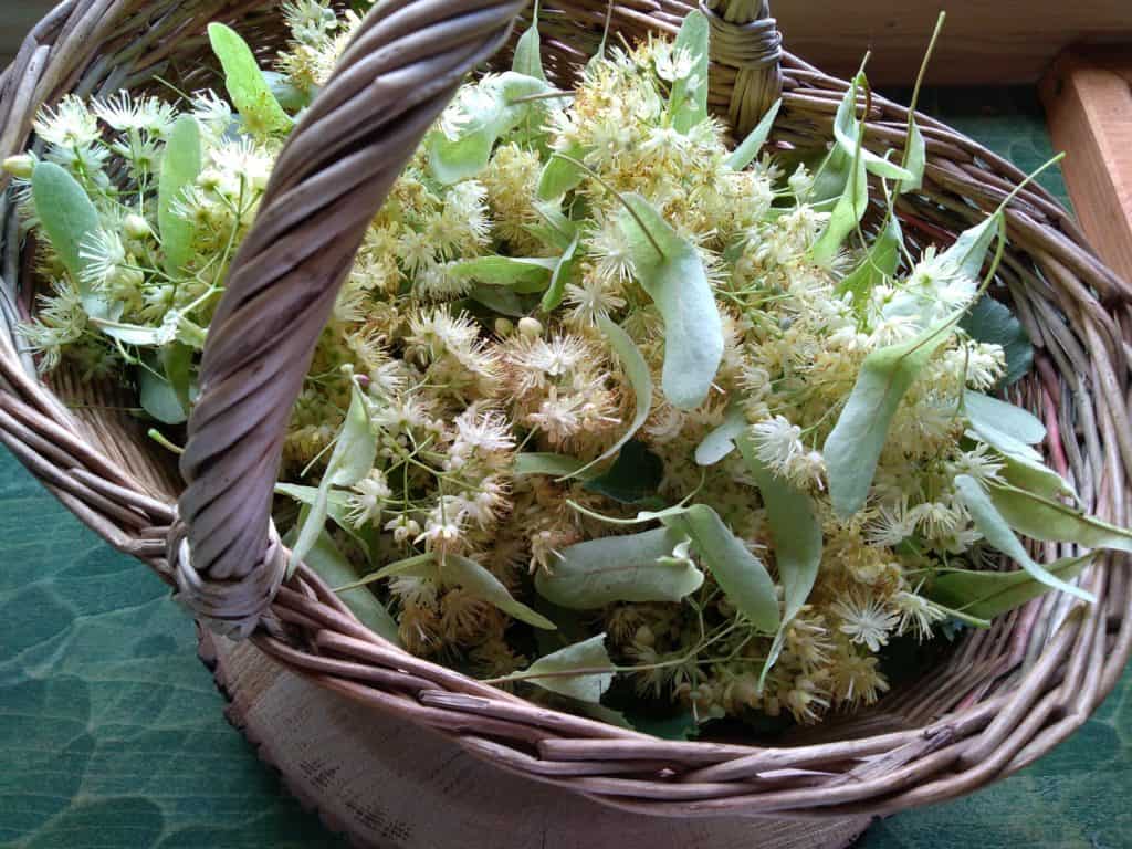 кошница липа