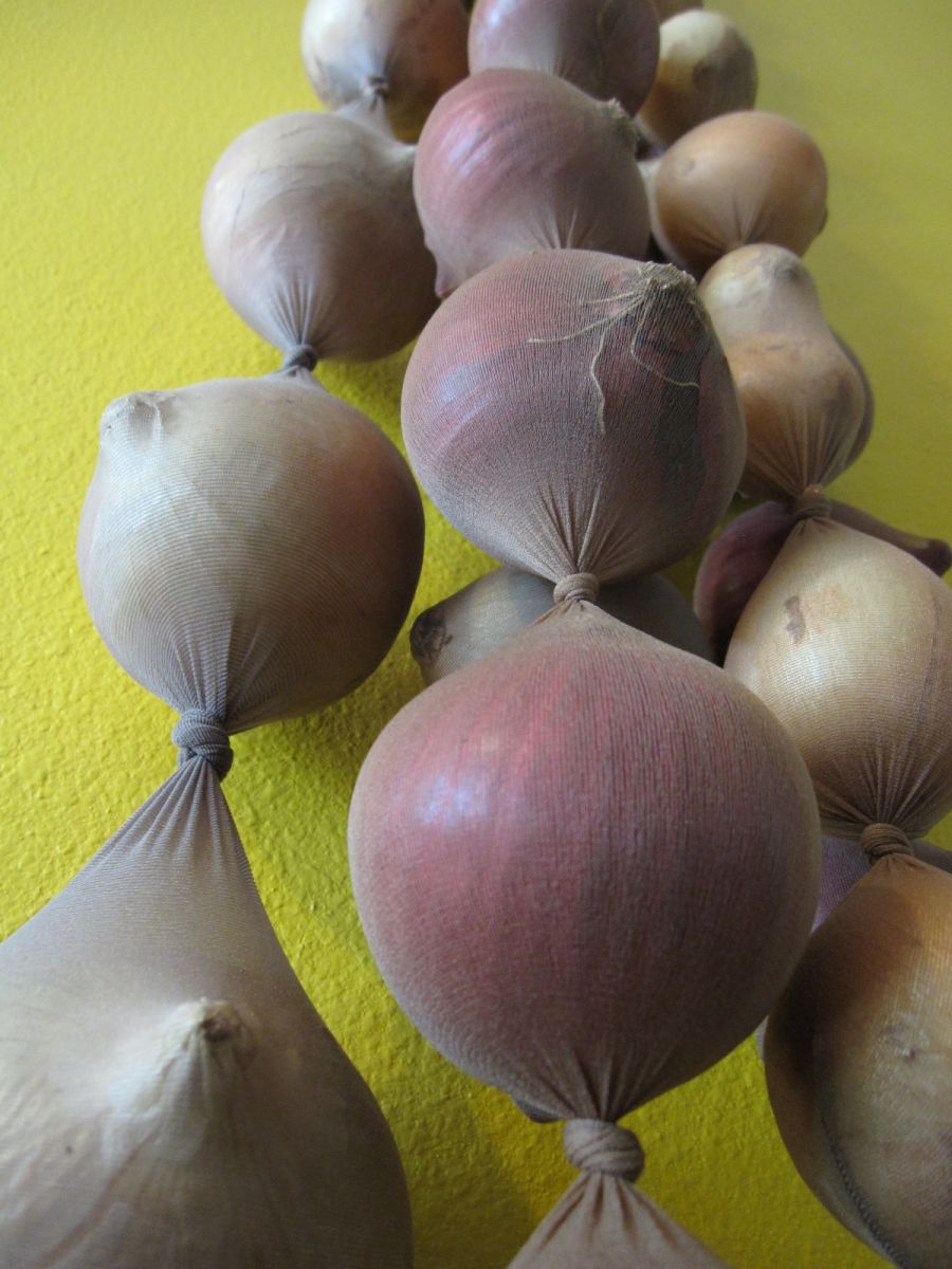 лук в чорапогащник