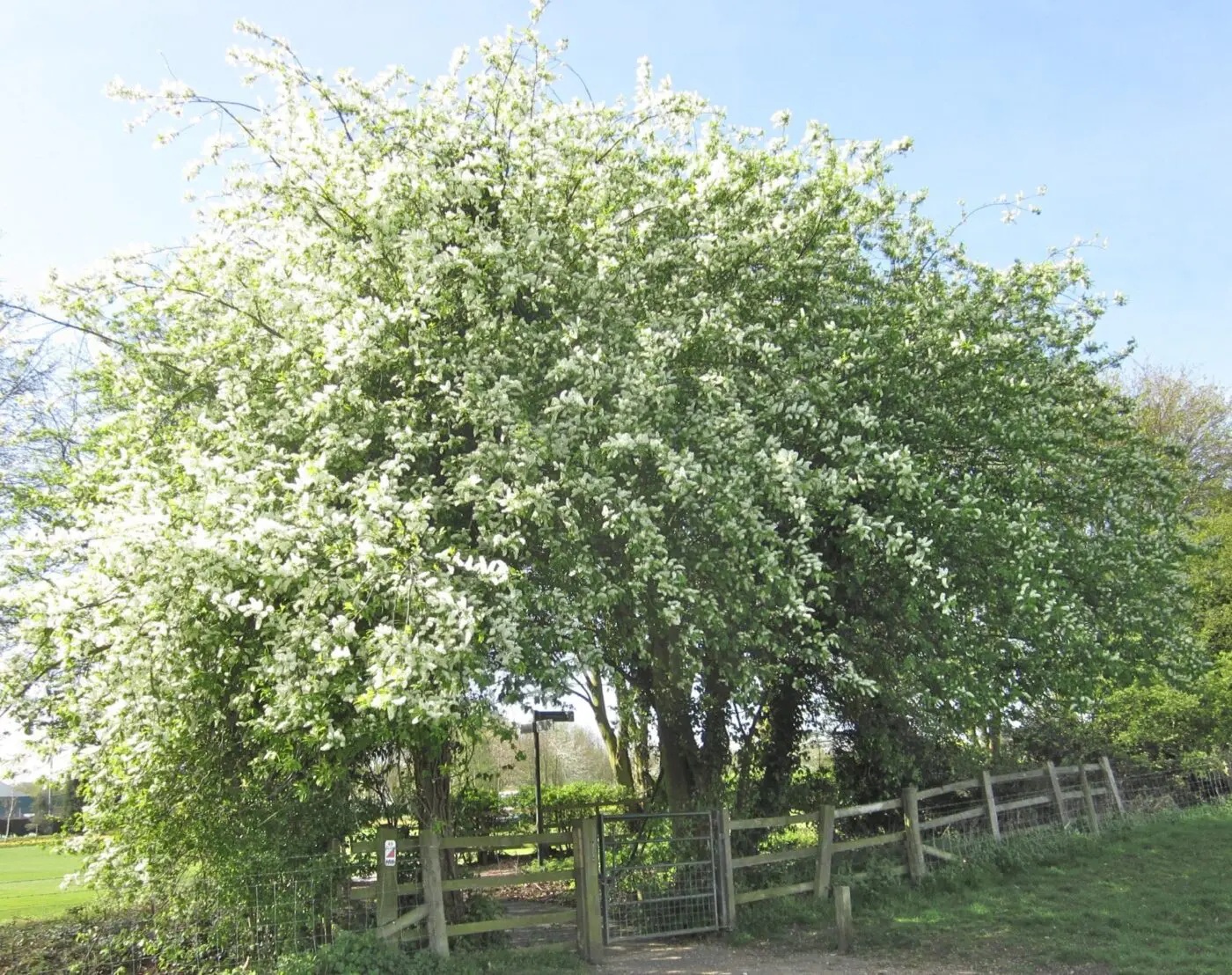 bird cherry