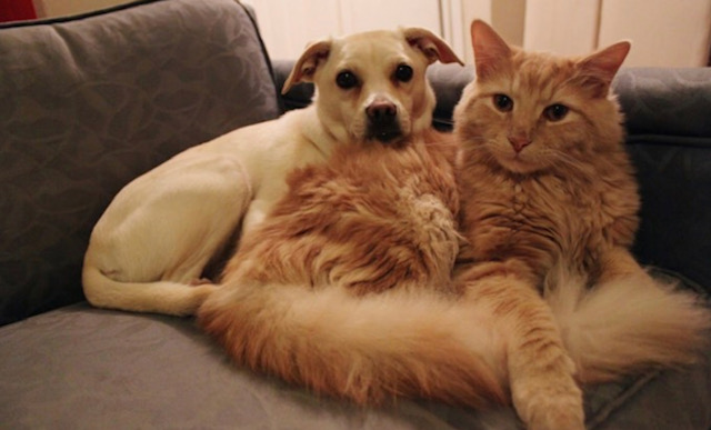 куче и котка съжителство