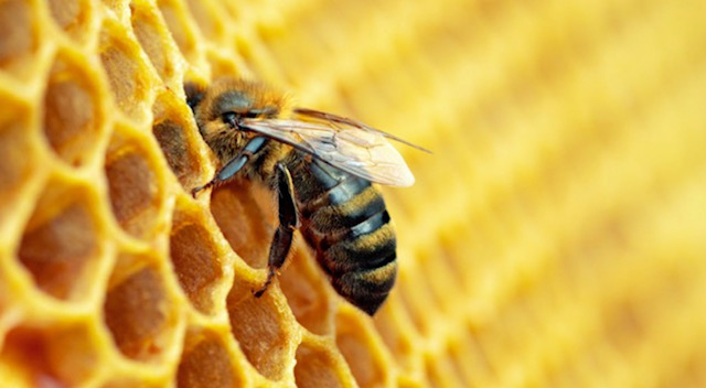 пчела на пчелна пита