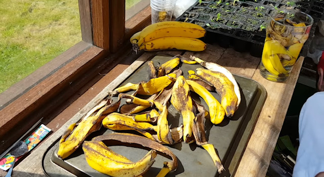 сушени бананови кори