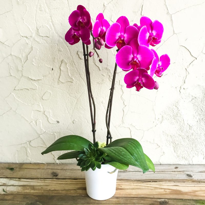  орхидея в керамична саксия 