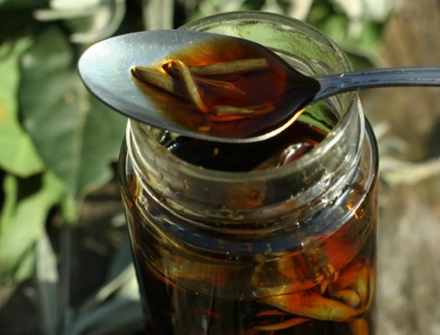 салвия ракия