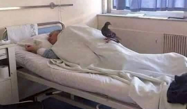 пациент и гълъб