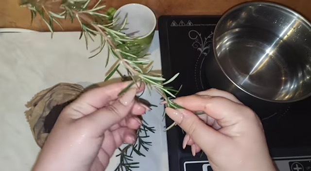 розмарин клонка