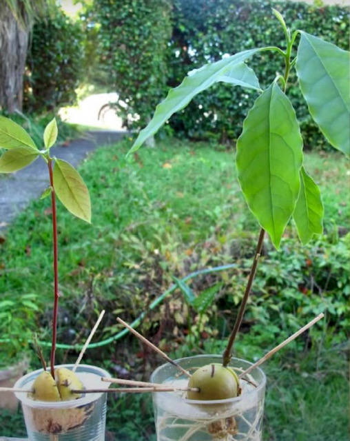авокадо засаждане