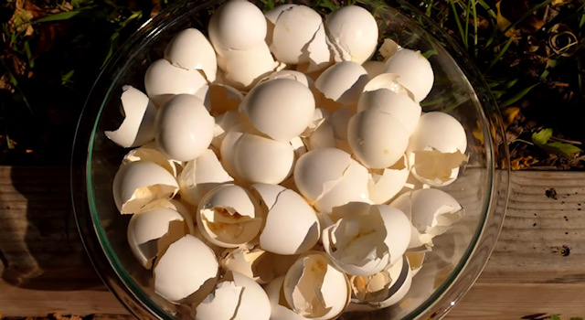 черупки яйца