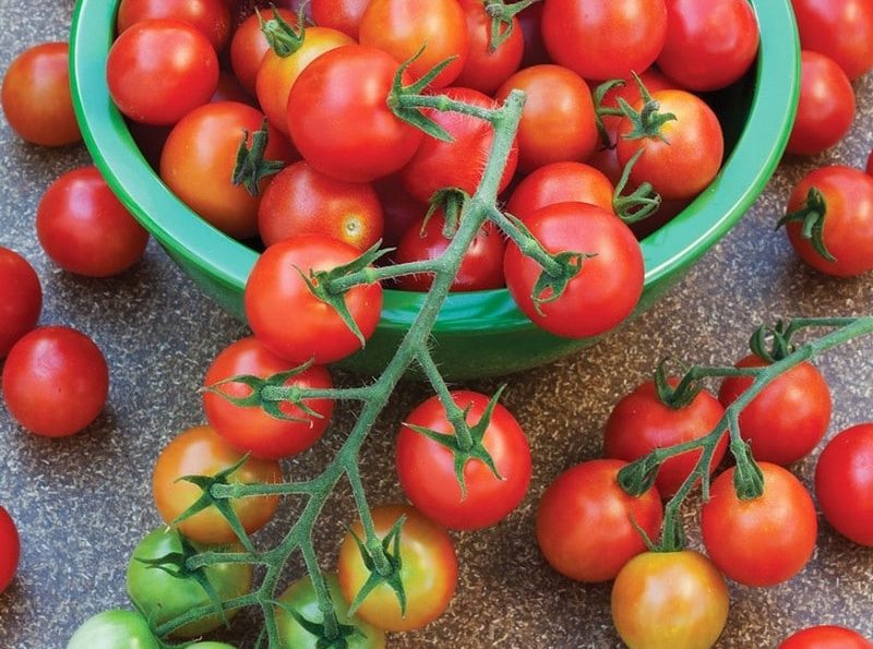 реколта от домати
