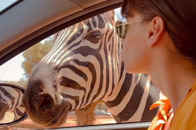Чоева целува зебра