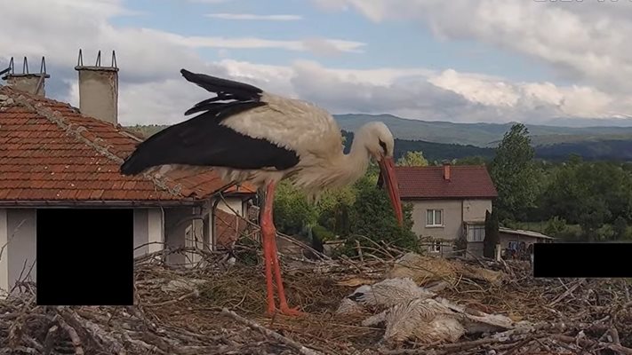 щъркели Драгушиново пострадаха