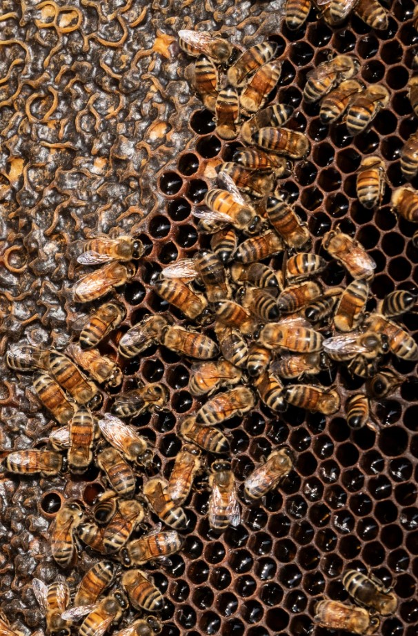 пчели кошер