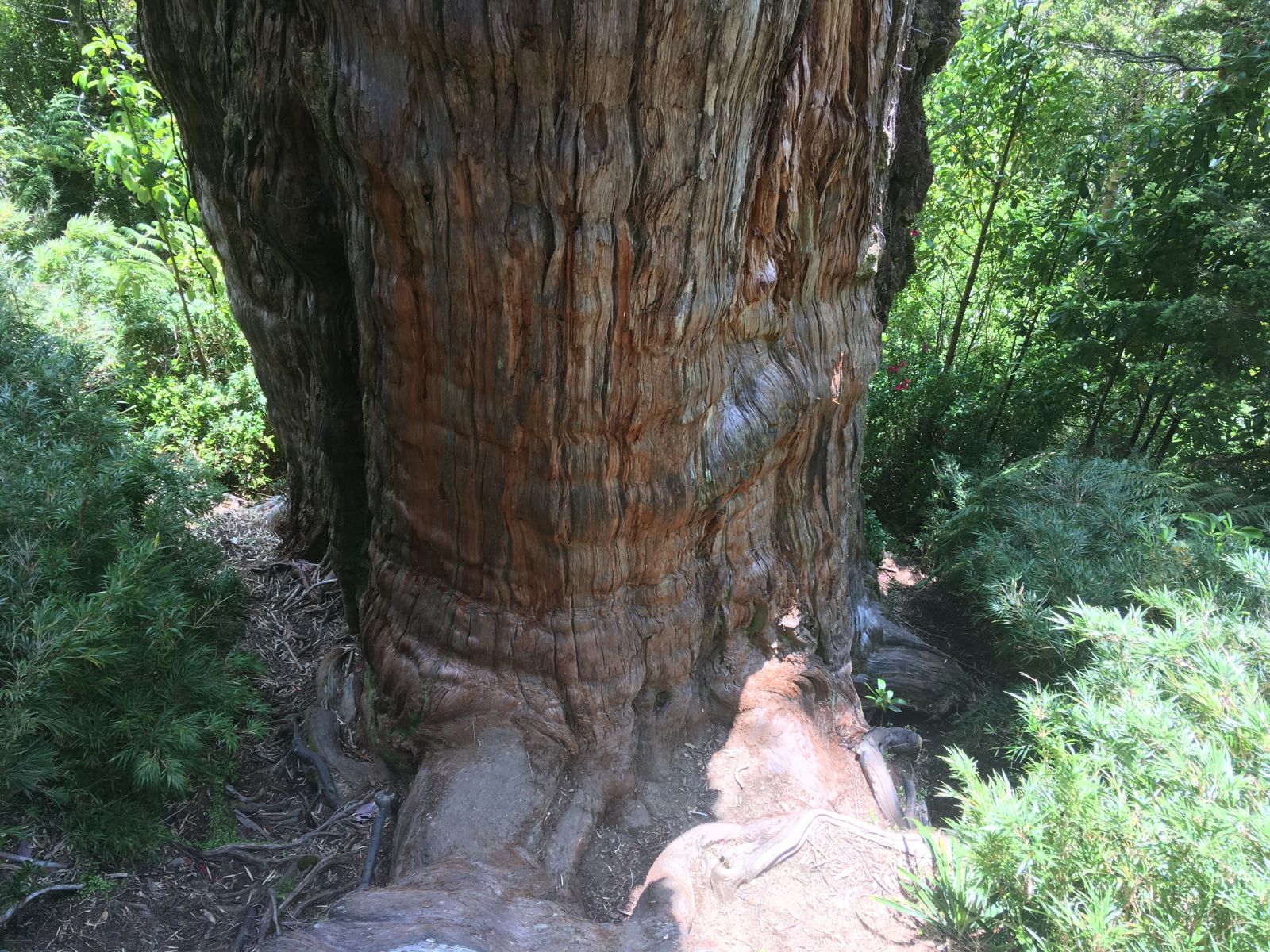кипарис Чили най-старото дърво