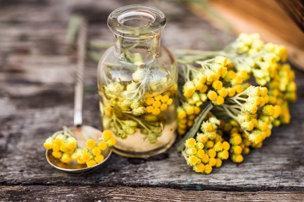 безсмъртниче