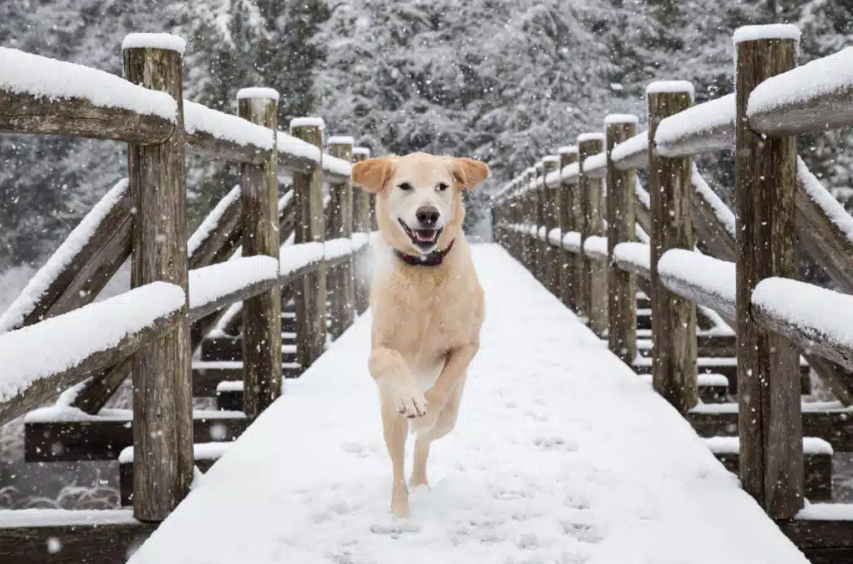 куче в снега