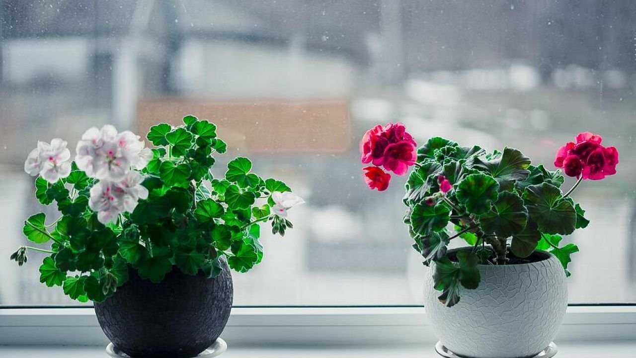 мушкато различни цветове
