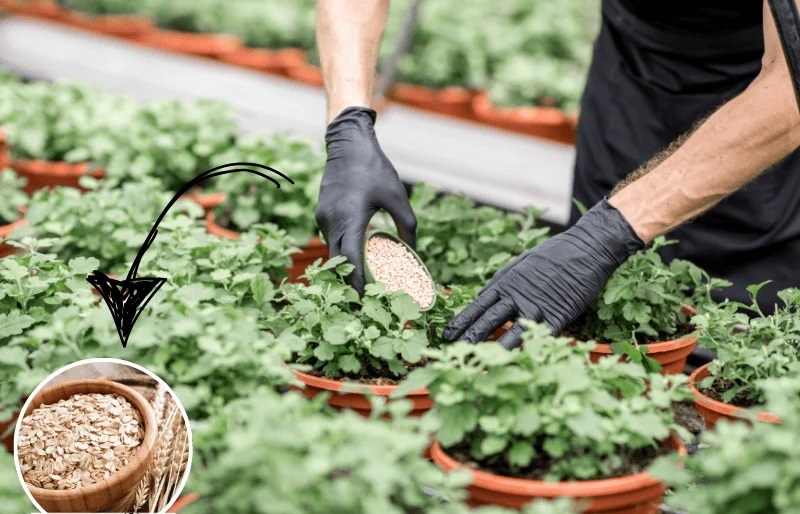 торене с овесени ядки